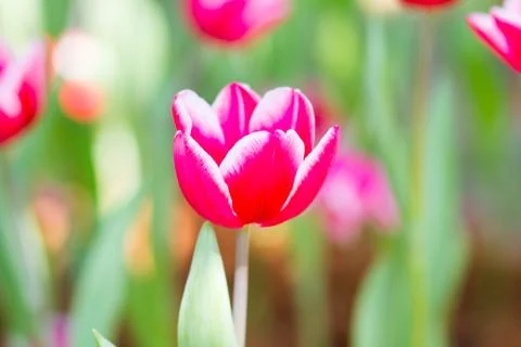 Red tulips Stock Photos