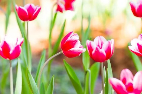 Red tulips Stock Photos