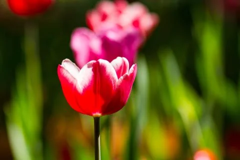 Red tulips Stock Photos