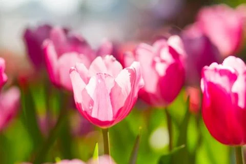 Red tulips Stock Photos