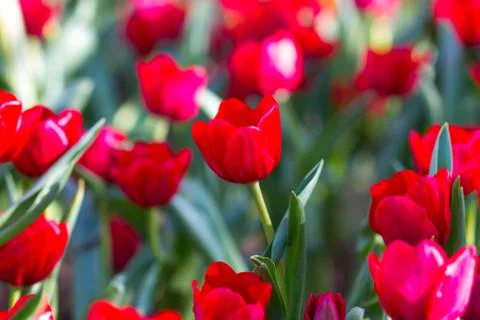 Red tulips Stock Photos