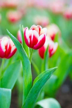 Red tulips Stock Photos