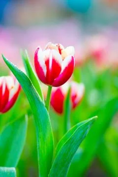 Red tulips Stock Photos