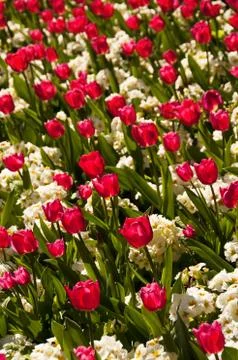 Red tulips Stock-Fotos