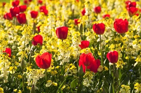 Red tulips Stock-Fotos