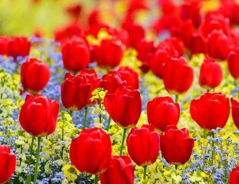 Red tulips 스톡 사진