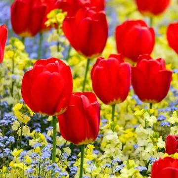 Red tulips Stock Photos