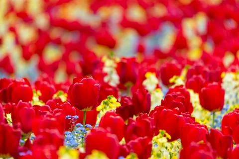 Red tulips Stock Photos