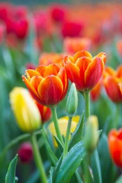 Red tulips Stock Photos