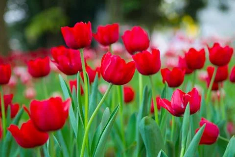 Red tulips Stock Photos