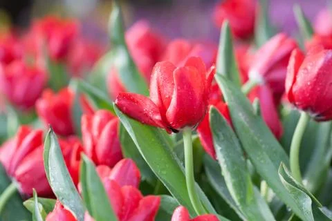 Red tulips Stock Photos