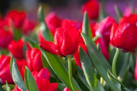 Red tulips Stock Photos