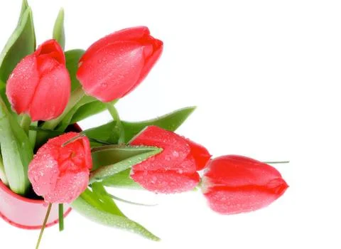 Red tulips Stock Photos