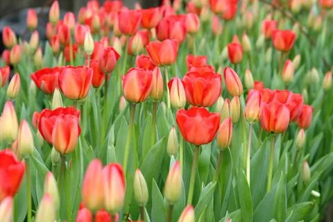 Red tulips Stock Photos