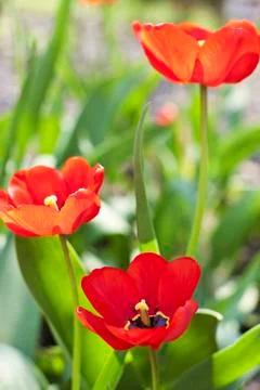 Red tulips Stock Photos