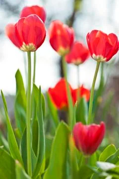 Red tulips Stock Photos