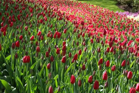 Red tulips Stock Photos