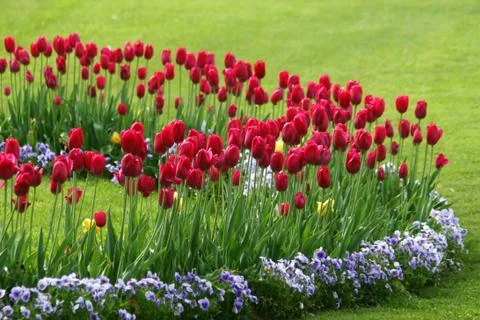 Red tulips Stock Photos
