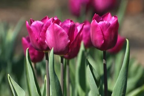 Red tulips 스톡 사진