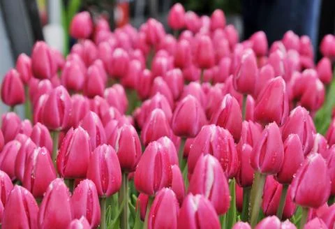 Red Tulips Stock Photos