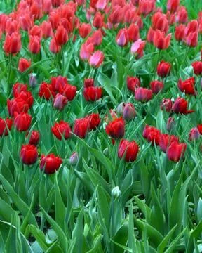 Red tulips Stock Photos