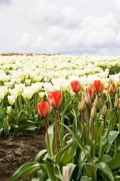 Red tulips Stock Photos