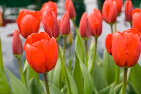 Red tulips Stock Photos