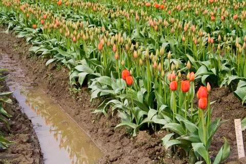 Red tulips Foto stock