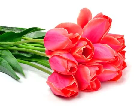 Red tulips Foto stock