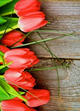 Red Tulips Stock Photos