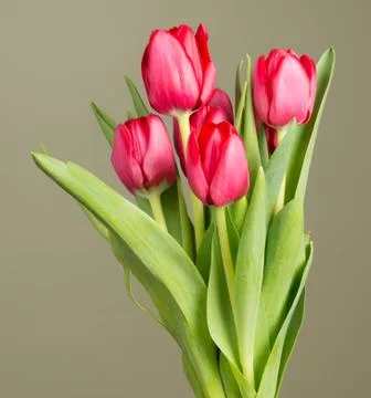 Red Tulips Stock Photos