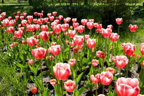 Red tulips Foto stock