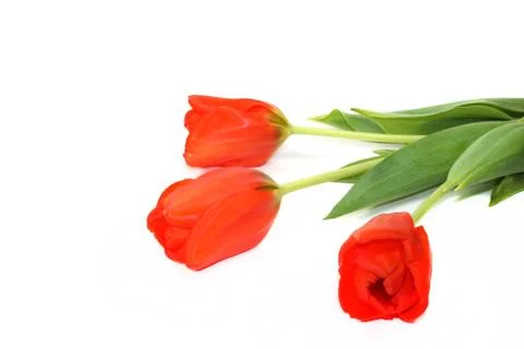 Red Tulips Stock Photos