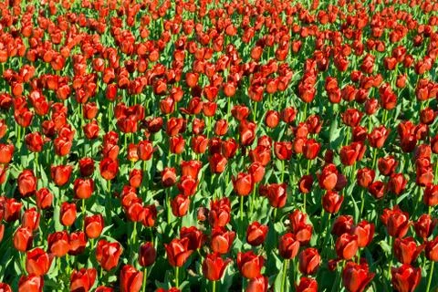 Red tulips Stock Photos