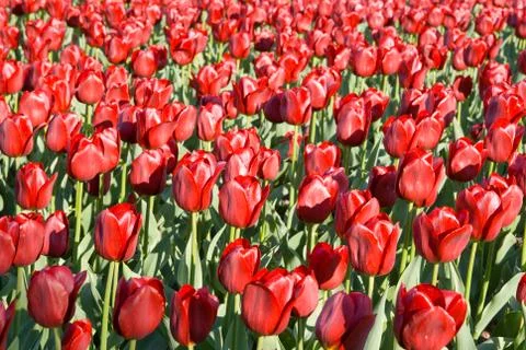 Red tulips 스톡 사진