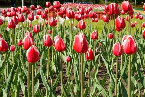 Red tulips Foto stock
