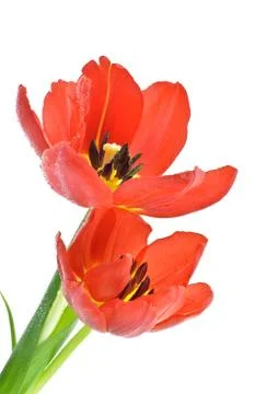 Red tulips Stock Photos