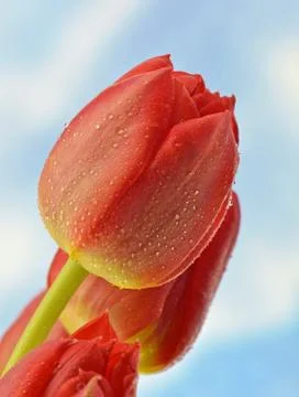 Red tulips Stock Photos
