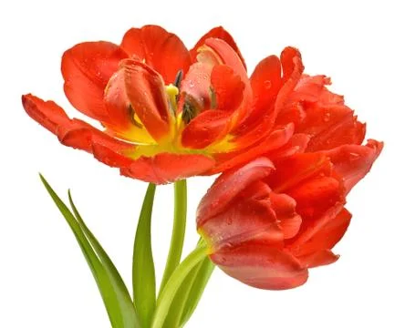 Red tulips Stock Photos
