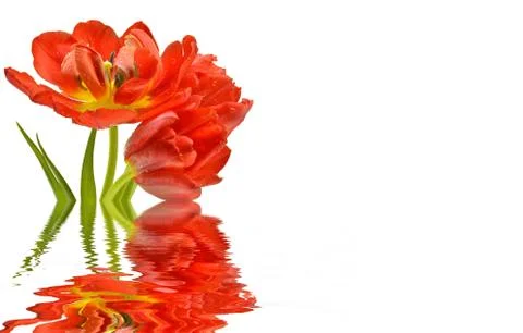Red tulips Stock Photos