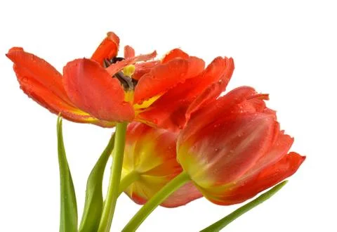 Red tulips Stock Photos