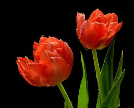 Red tulips Stock Photos