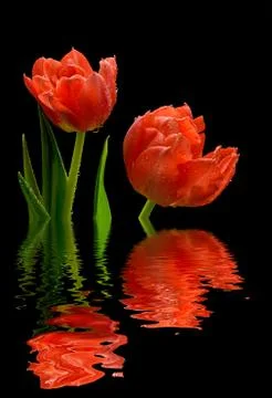 Red tulips Stock Photos