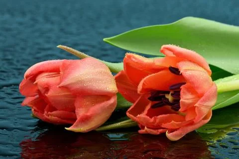 Red tulips Stock Photos