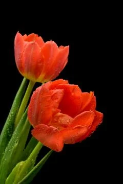 Red tulips Stock Photos