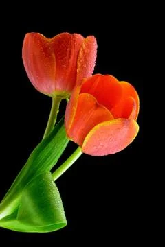 Red tulips Stock-Fotos