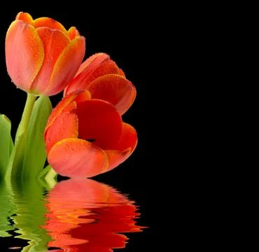 Red tulips Stock Photos