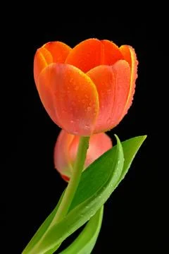 Red tulips Stock Photos