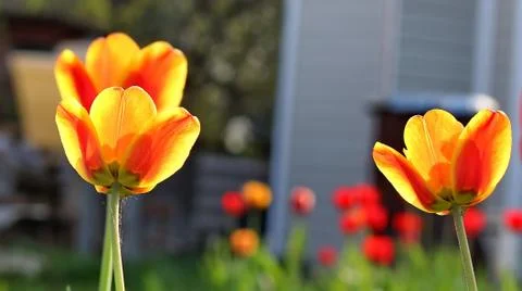 Red Tulips Stock Photos