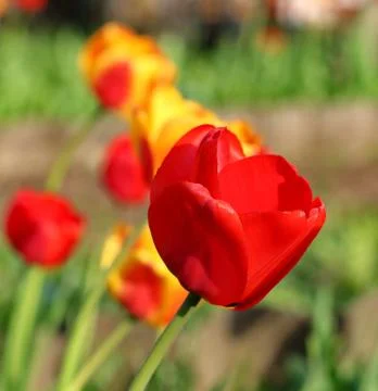 Red Tulips Stock Photos